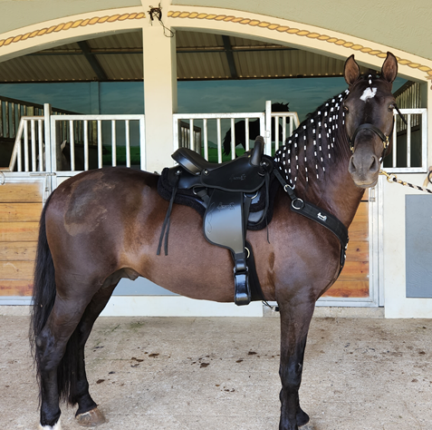 TEREQUE TRONADOR PLUS IMPERM CABALGATA