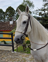 APERO CABEZA EN CUERO CLASICO CON TEJIDOS