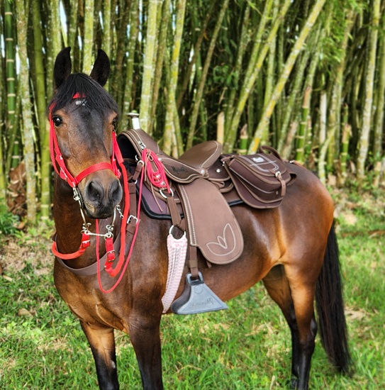 SILLA CAMELLADORA IMPERM VAQUERIA MESACE