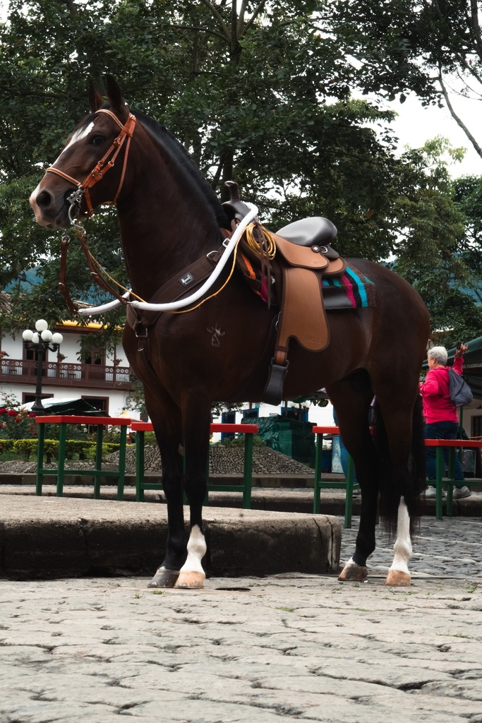 SILLA MONARCA IMPERM CABALGATA MESACE