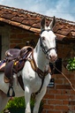 SILLA PONDEROSA CABALGATA MESACE