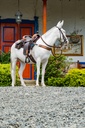 SILLA MAJESTUOSA CABALGATA MESACE