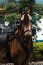 SILLA INDIANA CABALGATA MESACE