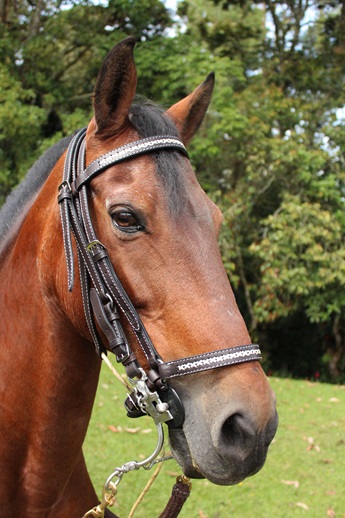 APERO CABEZA EN CUERO CLASICO CON TEJIDOS SIN RIENDA