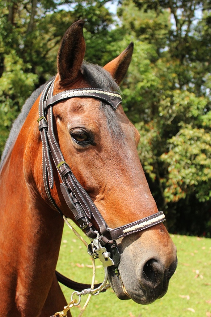 APERO CABEZA EN CUERO FRENTE EN V CON TEJIDO SIN RIENDA