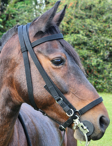 APERO CABEZA DE TRABAJO DE REATA MESACE