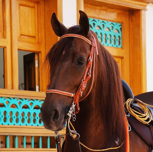 APERO CABEZA EN CUERO LOMILLADO TRADICIONAL SIN RIENDA