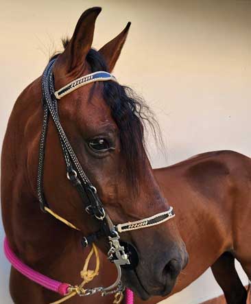 APERO CABEZA EN CUERO CLASICO TRENZADO (copia)