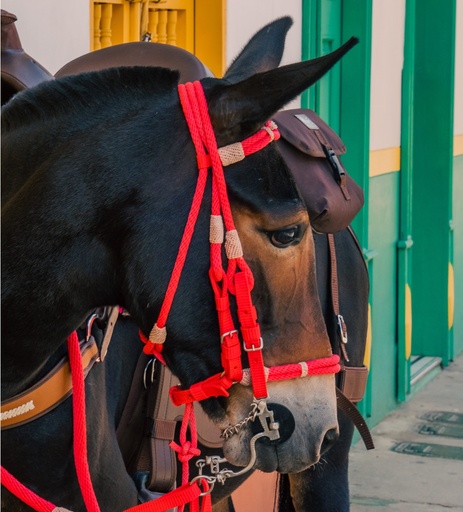 APERO DE CABEZA REDONDO CON NUDOS